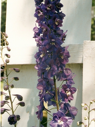 delphinium (Delphinium)
