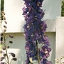 Delphinium