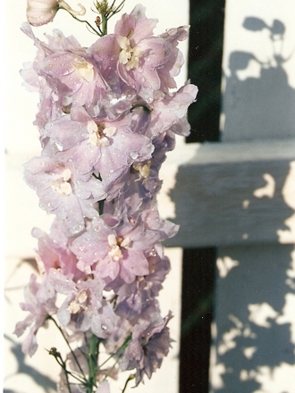 delphinium (Delphinium)