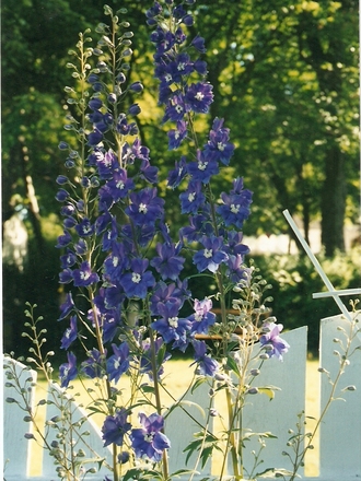 delphinium (Delphinium)