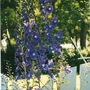 Delphinium