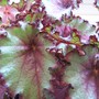 Rex Begonia