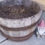 Hosta (and gnome)