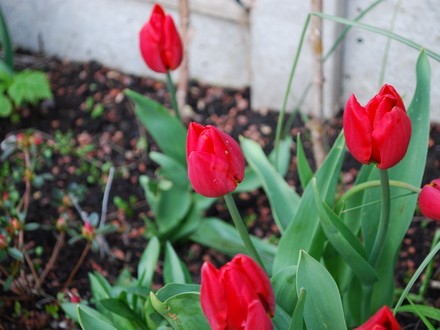 Tulip