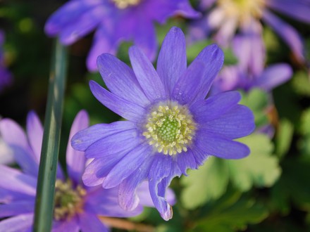 Anemone Blanda (Anemone blanda (Anemone))