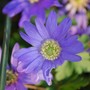 Anemone Blanda (Anemone blanda (Anemone))