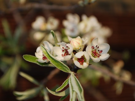 Ornamental Pear Blossom (Pyrus calleryana)