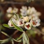 Ornamental Pear Blossom (Pyrus calleryana (Ornamental pear))