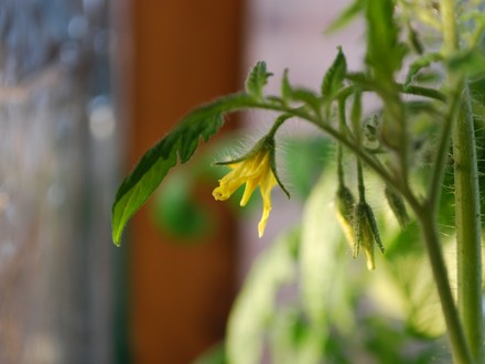 Tomato flowers