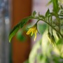 Tomato flowers