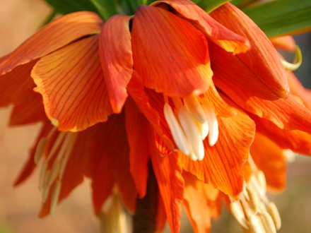 Friltillaria - Crown Imperial (Fritillaria imperalis (Crown imperial))