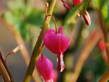 Bleeding Heart - Dicentra spectabilis  (Dicentra spectabilis)