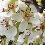A garden flower photo