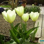 IMGP0763.jpg