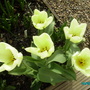 IMGP0764.jpg