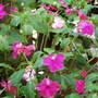 Gardening_2006_078