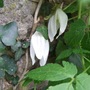 Clematis alpina 'White Columbine' (Clematis alpina (Alpina Group clematis))