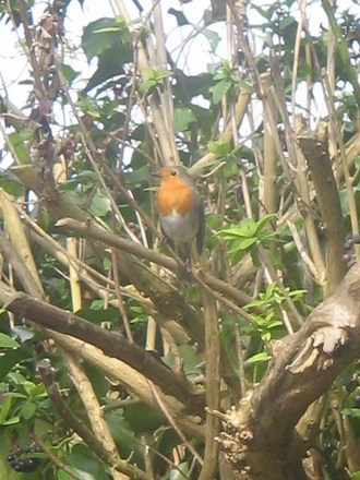 Robin Redbreast