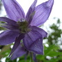 Clamatis_macropetala__blue_lagoon__flower