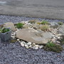 Alpine bed
