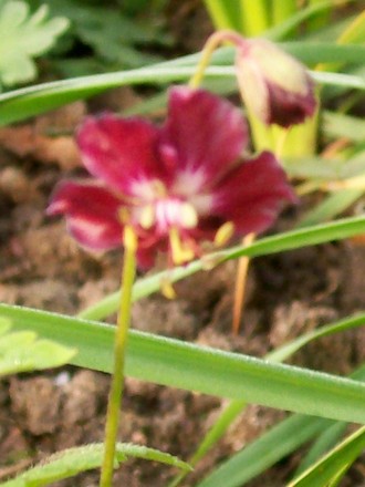A garden flower photo (Geranium phaeum)