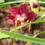 A garden flower photo (Geranium phaeum)