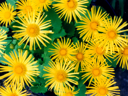 Doronicum x excelsium'Harpur Crewe' (Doronicum x excelsium'Harpur Crewe')