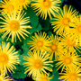 Doronicum_x_excelsum_harpur_crewe__2