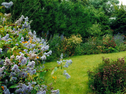 Gloire de Versailles and border (Ceanothus'Gloire de Versailles')