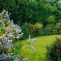 Glore_de_versailles_and_border_copy