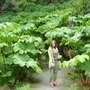 Gunnera