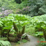 Gunnera