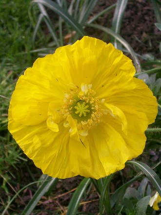 my first poppy in flower (Papaver nudicaule)