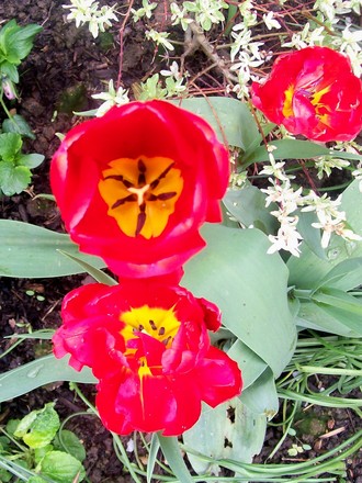 tulips next to the patio. (Tulipa)