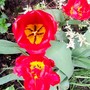tulips next to the patio. (Tulipa)