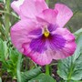 Pretty pansy  (viola)