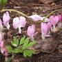 Dicentra spectabilis  "Bleeding Heart"