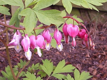Dicentra spectabilis  