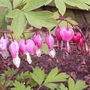 Dicentra spectabilis  "Bleeding Heart"