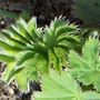 Great Leaf Shape (Alchemilla Mollis)