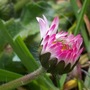Pretty Closed Daisy 