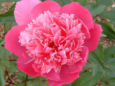 A garden flower photo