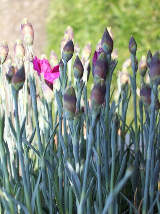 Dwarf Pinks 