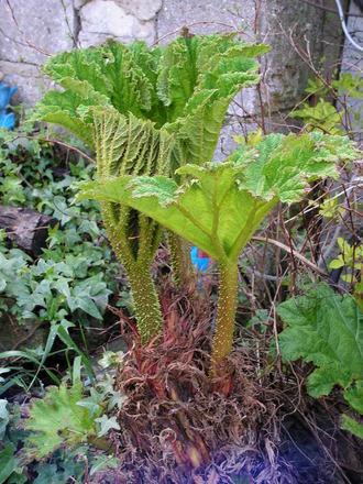 my Gunnera is getting bigger..........