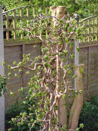 Corylus avellana Contorta/Corkscrew Hazel