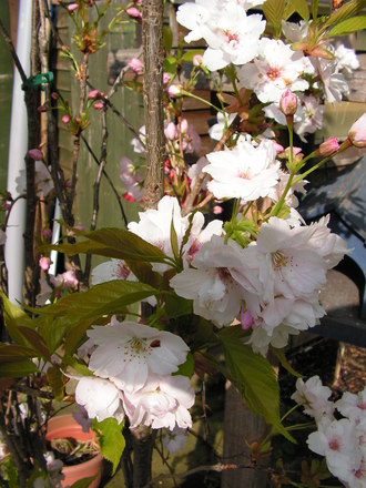 cherry blossom