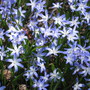 Glory of the Snow (Chionodoxa luciliae (Glory of the snow))