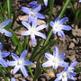 Glory of the Snow (Chionodoxa luciliae (Glory of the snow))