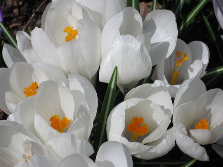 crocus (Crocus vernus (Dutch crocus))