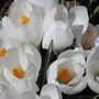 crocus (Crocus vernus (Dutch crocus))
